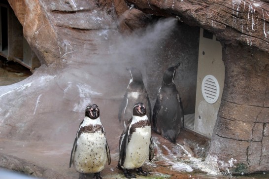 ミストにあたるフンボルトペンギン