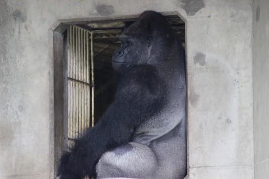 シャバーニのお尻