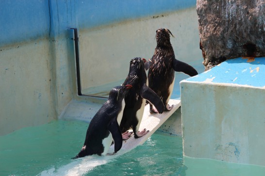橋の上に連なるイワトビペンギン