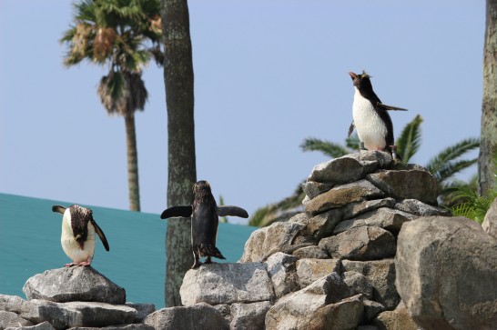 油壺マリンパークのペンギン島