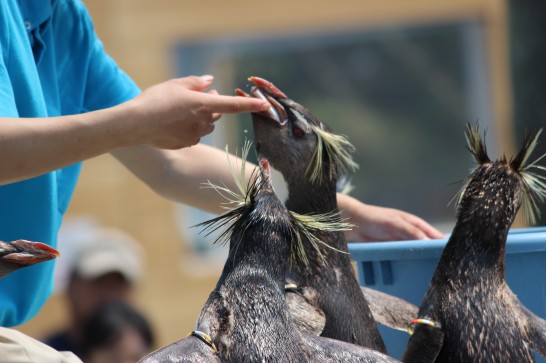 手渡しでお魚をもらうイワトビペンギン