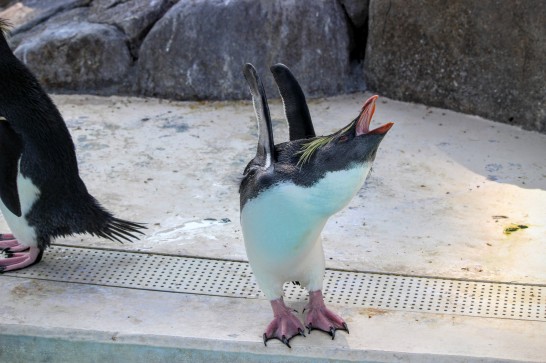 イワトビペンギンの伸びポーズその2