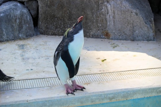 イワトビペンギンの伸びポーズその1