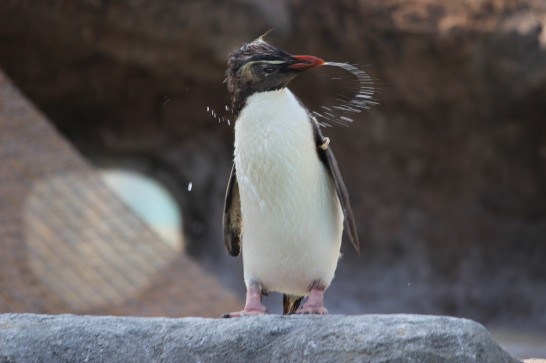 体から水しぶきを飛ばすイワトビペンギン