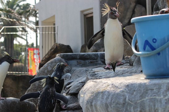 お魚の入ったバケツに大急ぎで駆け寄るイワトビペンギン