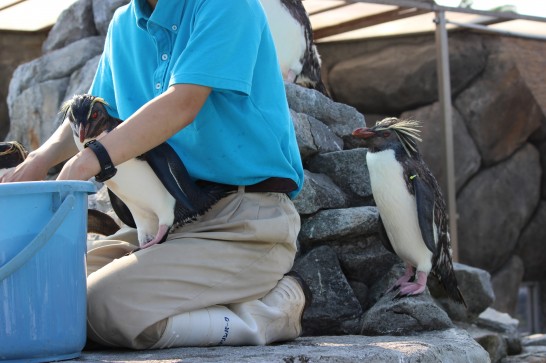 膝の上に乗っかるペンギンと、背後でひっそり待つペンギン。