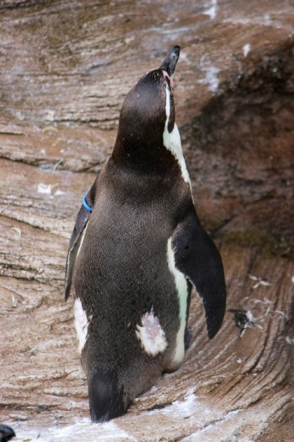お尻から換羽中のフンボルトペンギン