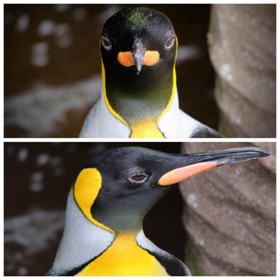 東山動植物園 名古屋 丨 ミストで涼むペンギンたち