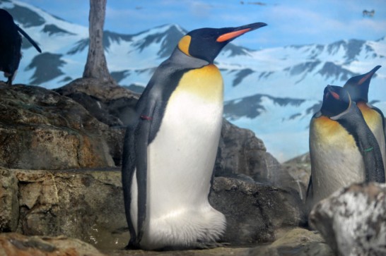 座っているかのように見えるキングペンギン
