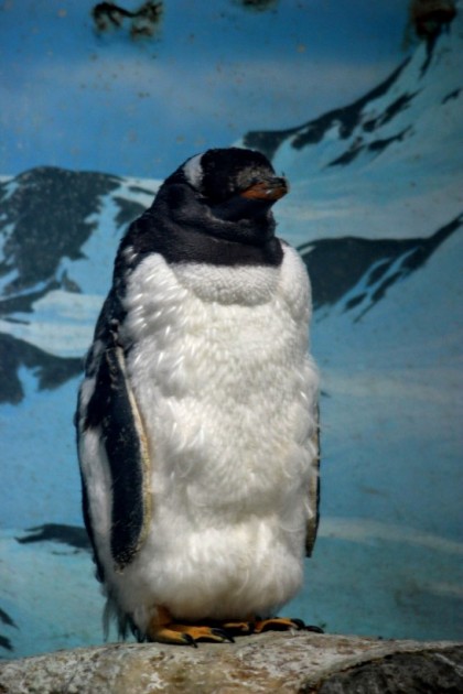 換羽中のジェンツーペンギン