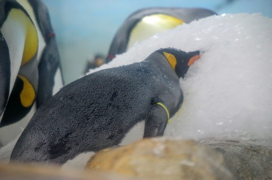雪の上で眠るキングペンギン