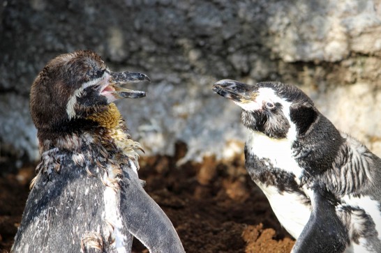鴨川シーワールドのフンボルトペンギン