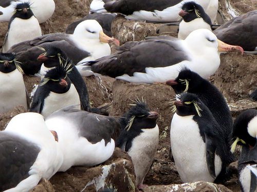 フォークランド諸島のイワトビペンギン