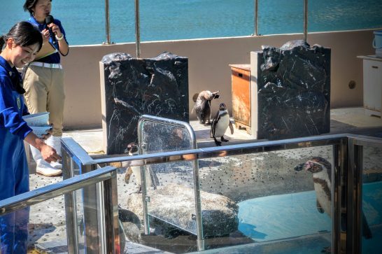 ガラスの通路をウォーキングするペンギン