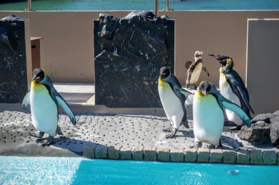4羽のキングペンギン
