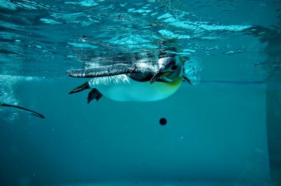 気持ち良さそうに泳ぐキングペンギン