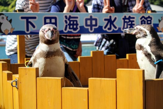 フンボルトペンギンと一緒にハイチーズ！