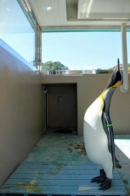 小屋の中で首を振るキングペンギン