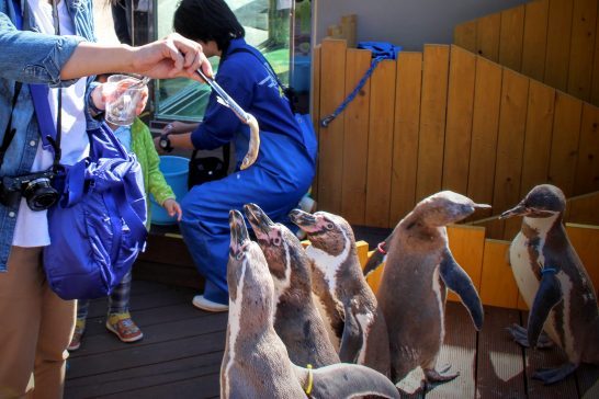 フンボルトペンギンへの餌やり体験