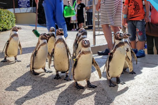 フンボルトペンギンのお散歩タイム
