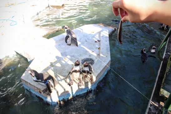 小魚を見つめるフンボルトペンギン