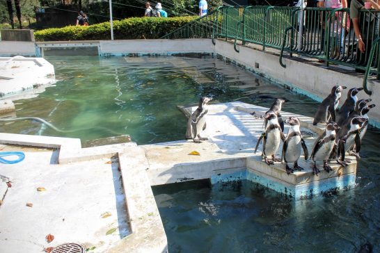 羽村動物公園のペンギンプール