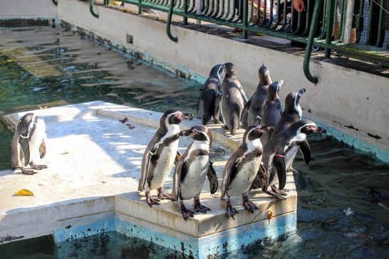 お魚を待つフンボルトペンギン