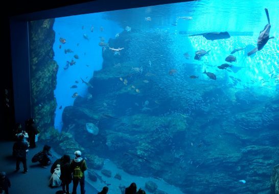 日本の海/うみの杜水族館