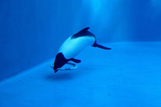輪っかに戯れるイロワケイルカ/うみの杜水族館