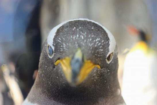 ジェンツーペンギンとにらめっこ/うみの杜水族館