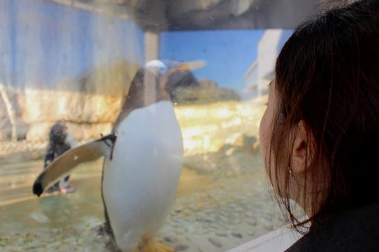 ガラス越しのジェンツーペンギン/うみの杜水族館