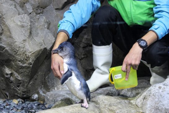 飼育員に甘えるコガタペンギン/うみの杜水族館