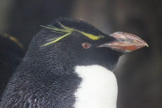 イワトビペンギン/うみの杜水族館