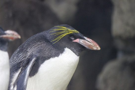 マカロニペンギン/うみの杜水族館