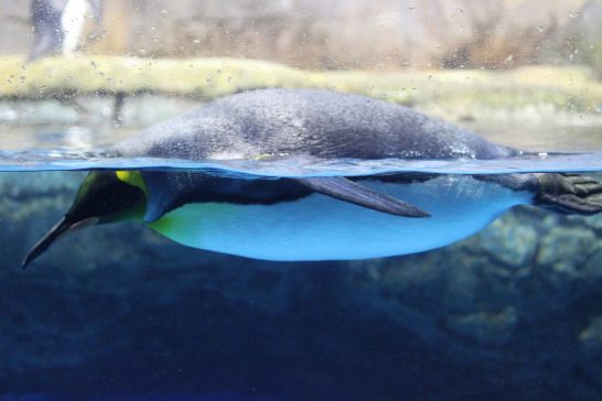 水面に浮かぶキングペンギン