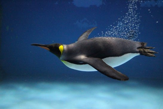 翼を広げて泳ぐキングペンギン