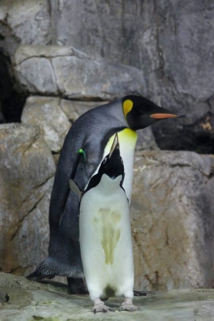 突っ込むアデリーペンギン、動じないキングペンギン