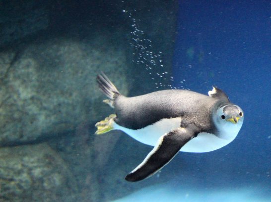 動くものに興味深々なジェンツーペンギン