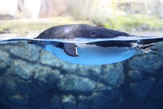 水面に浮かぶアデリーペンギン