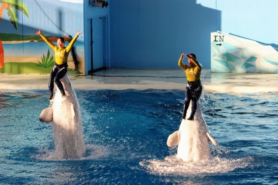 海の動物たちのショー/水上のベルーガ