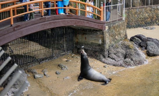 魚をキャッチするキタオットセイ