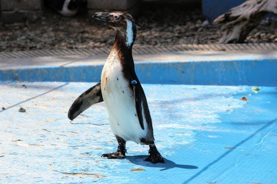 ケープペンギンの可愛いダンス
