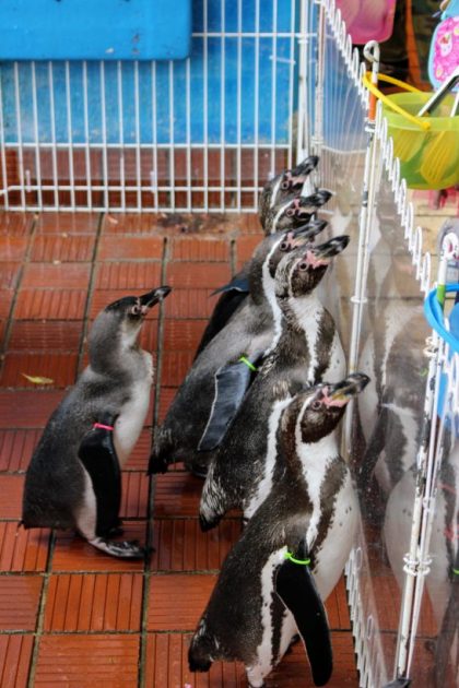 餌の魚を待つフンボルトペンギン