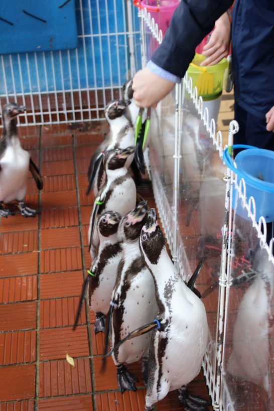 フンボルトペンギンの餌やり