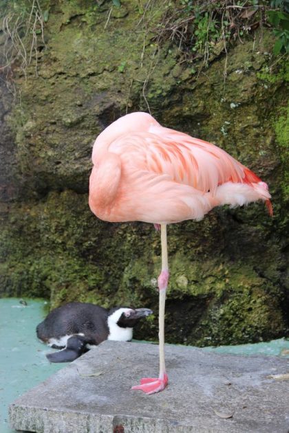 ケープペンギンとチリーフラミンゴ