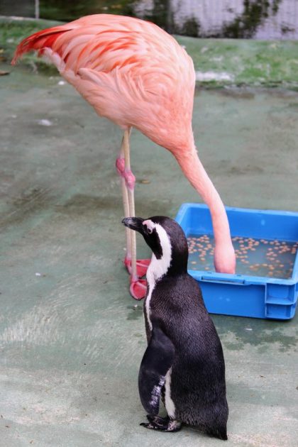 フラミンゴのお食事タイム