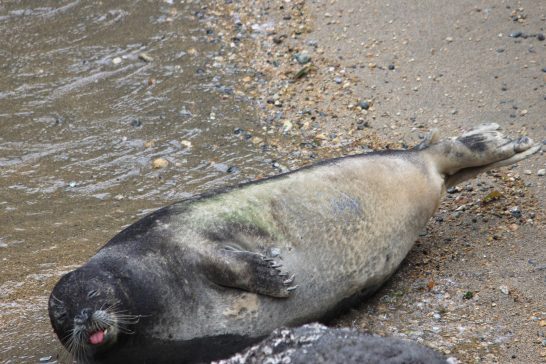 海岸に寝そべるゴマフアザラシ
