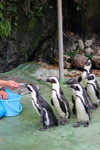 ケープペンギンの行列
