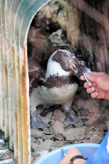 アジを丸呑みするフンボルトペンギン