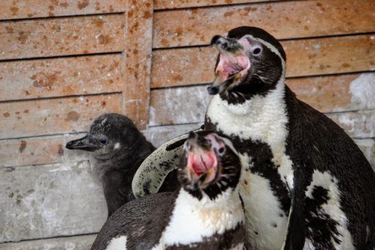 威嚇するフンボルトペンギン